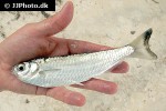 triportheus albus triportheus albus