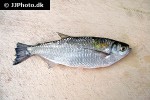 triportheus albus triportheus albus