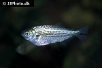 triportheus angulatus triportheus angulatus