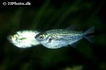 triportheus angulatus triportheus angulatus