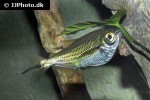 triportheus angulatus triportheus angulatus