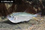 triportheus angulatus triportheus angulatus