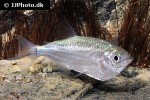 triportheus angulatus triportheus angulatus