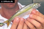 triportheus auritus triportheus auritus