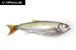 triportheus auritus triportheus auritus