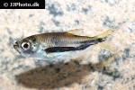 triportheus rotundatus triportheus rotundatus