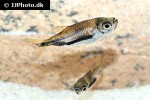 triportheus rotundatus triportheus rotundatus