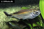 triportheus rotundatus triportheus rotundatus