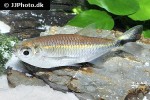 triportheus rotundatus triportheus rotundatus