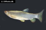 copeina guttata copeina guttata