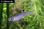 copella arnoldi copella arnoldi