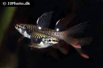 copella arnoldi copella arnoldi