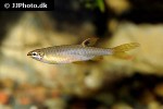 copella arnoldi copella arnoldi