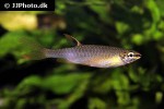 copella arnoldi copella arnoldi