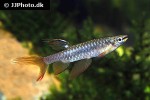 copella arnoldi copella arnoldi