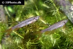 copella arnoldi copella arnoldi