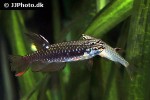 copella arnoldi copella arnoldi