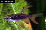 copella arnoldi copella arnoldi
