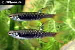 copella arnoldi copella arnoldi