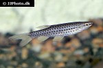 copella callolepis copella callolepis