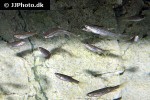 copella callolepis copella callolepis