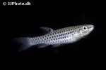 copella callolepis copella callolepis