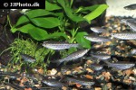 copella callolepis copella callolepis
