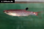 copella callolepis copella callolepis