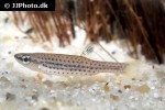 copella callolepis copella callolepis