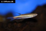 copella compta copella compta