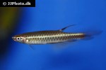 copella compta copella compta
