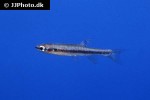 copella nattereri copella nattereri