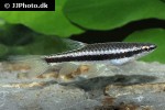 copella nattereri copella nattereri