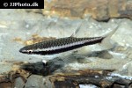 copella nattereri copella nattereri
