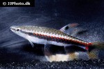 copella nattereri copella nattereri