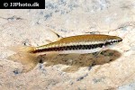 copella nigrofasciata copella nigrofasciata
