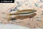 copella nigrofasciata copella nigrofasciata