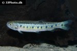 lebiasina multimaculata lebiasina multimaculata