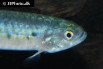 lebiasina multimaculata lebiasina multimaculata