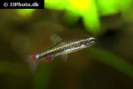 nannostomus anduzei nannostomus anduzei