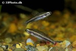 nannostomus anduzei nannostomus anduzei