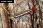 nannostomus anduzei nannostomus anduzei
