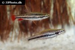 nannostomus anduzei nannostomus anduzei
