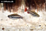 nannostomus anduzei nannostomus anduzei