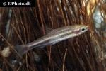 nannostomus anduzei nannostomus anduzei