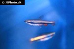 nannostomus beckfordi nannostomus beckfordi