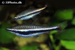 nannostomus beckfordi nannostomus beckfordi