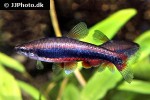 nannostomus beckfordi nannostomus beckfordi