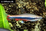 nannostomus beckfordi nannostomus beckfordi