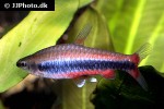 nannostomus beckfordi nannostomus beckfordi